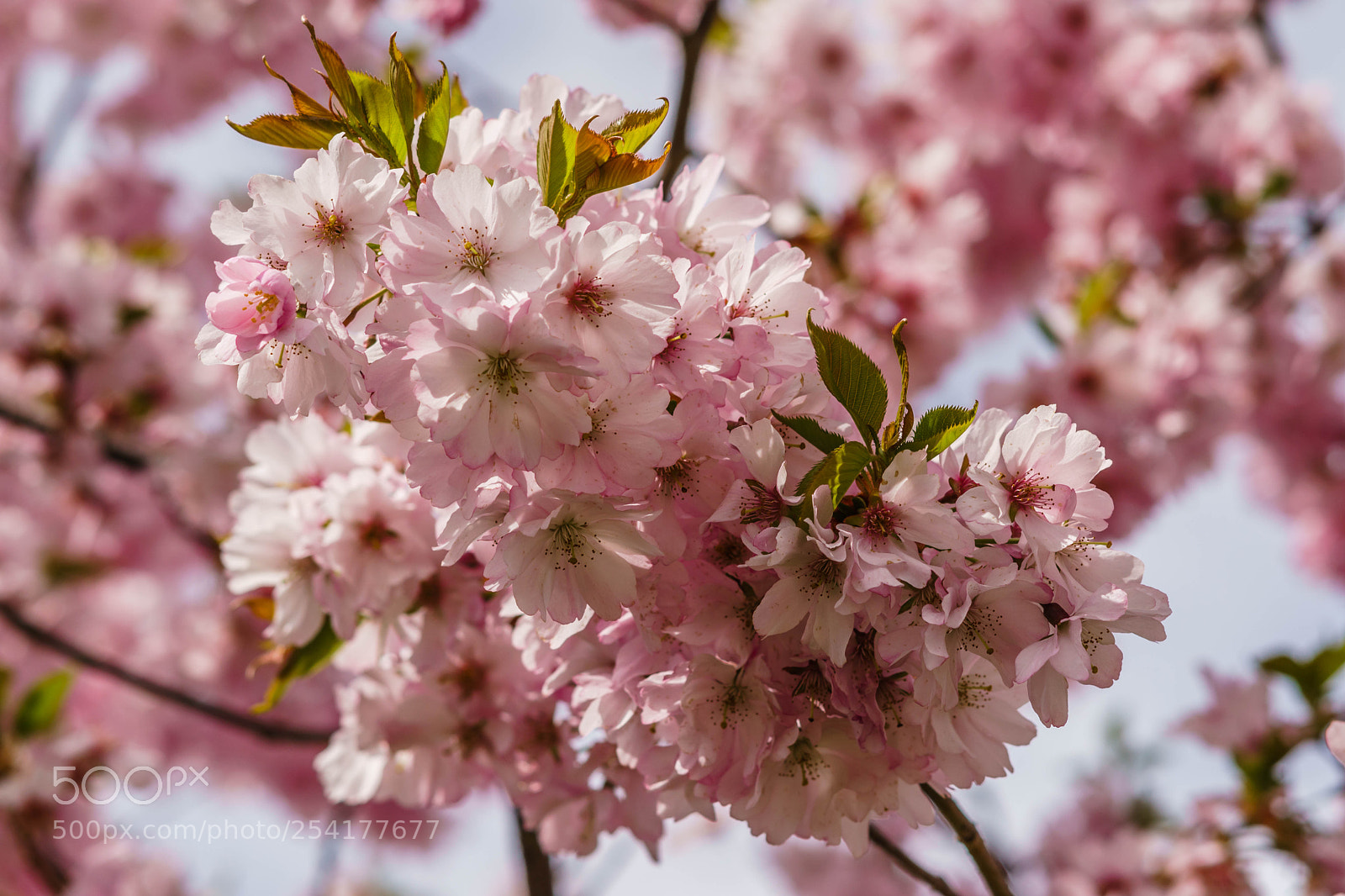 Sony a6300 sample photo. Springtime iii photography