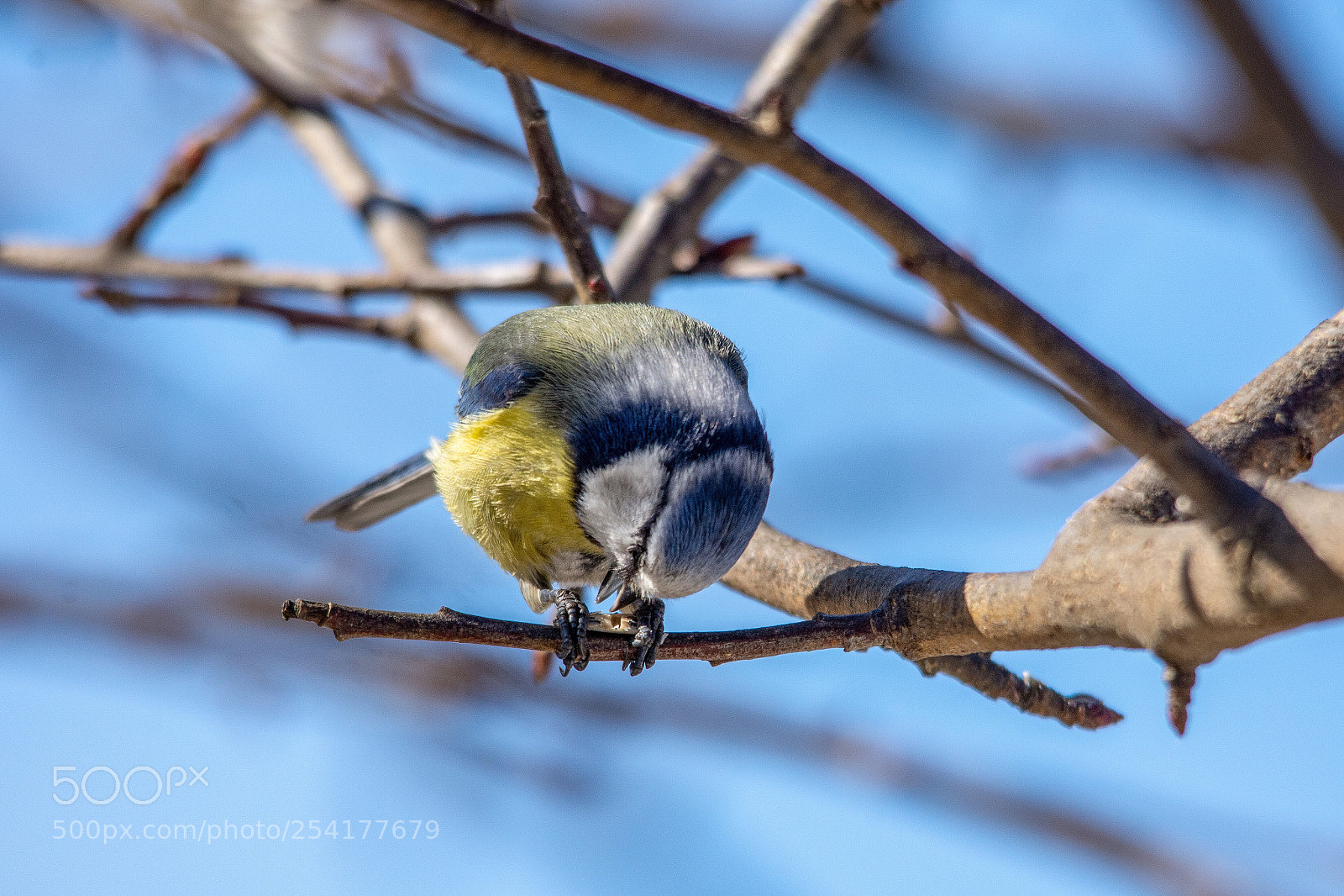 Nikon D7200 sample photo. Blue tit photography