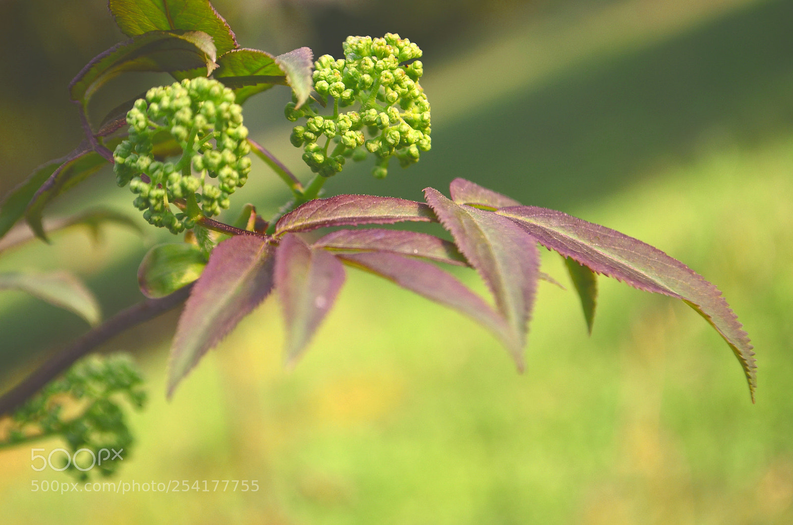 Nikon D5100 sample photo. Spring mood photography