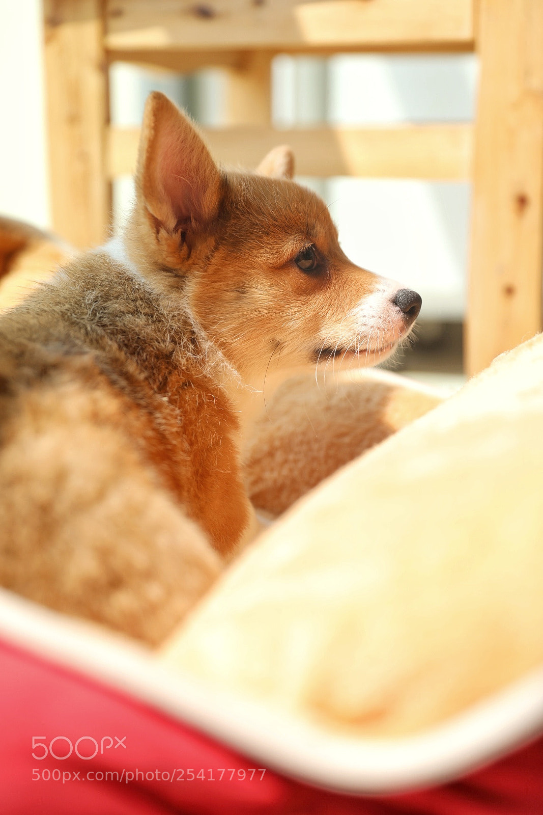 Canon EOS 5D Mark IV sample photo. Untitled photography