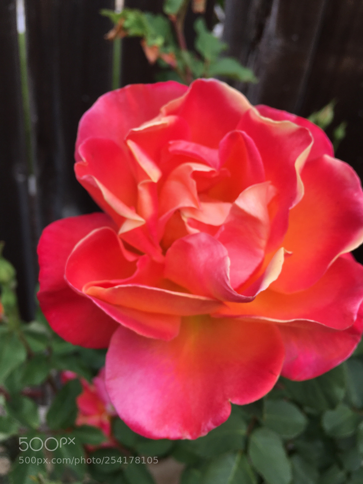 Apple iPhone SE sample photo. Roses photography