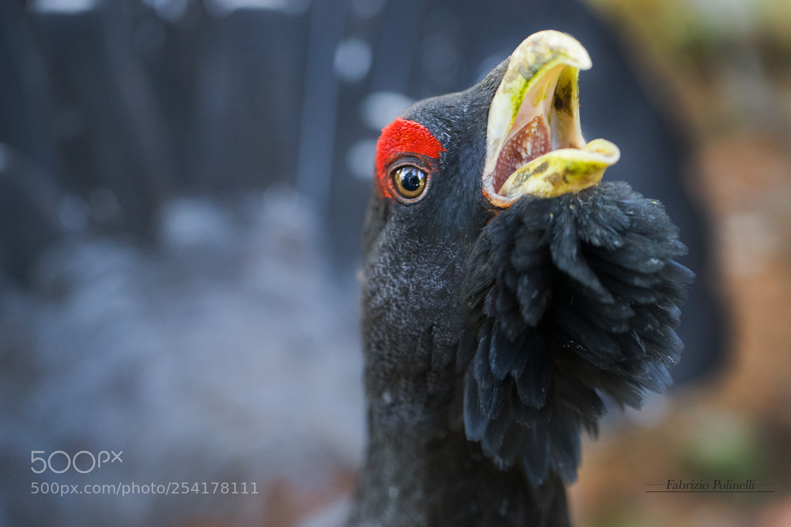 Canon EOS-1D X sample photo. Gallo cedrone photography