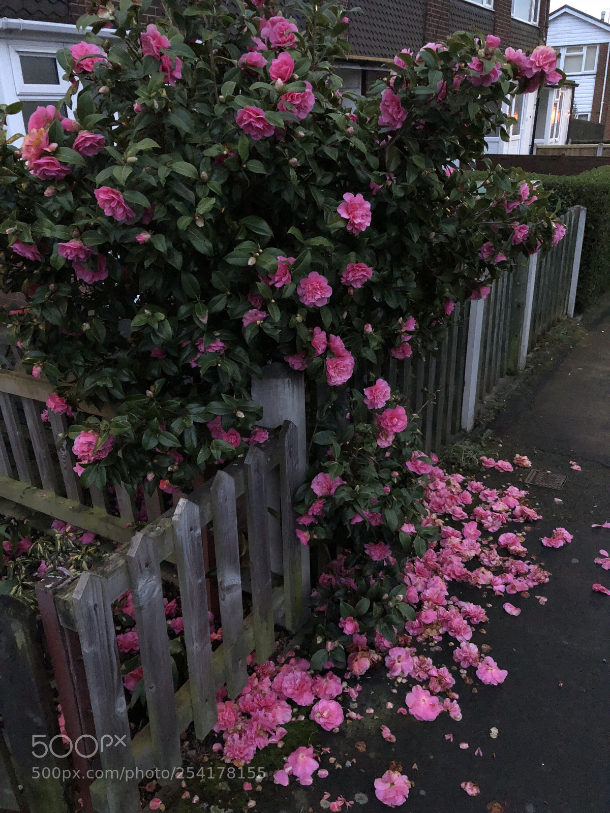Apple iPhone 8 Plus sample photo. Untitled photography