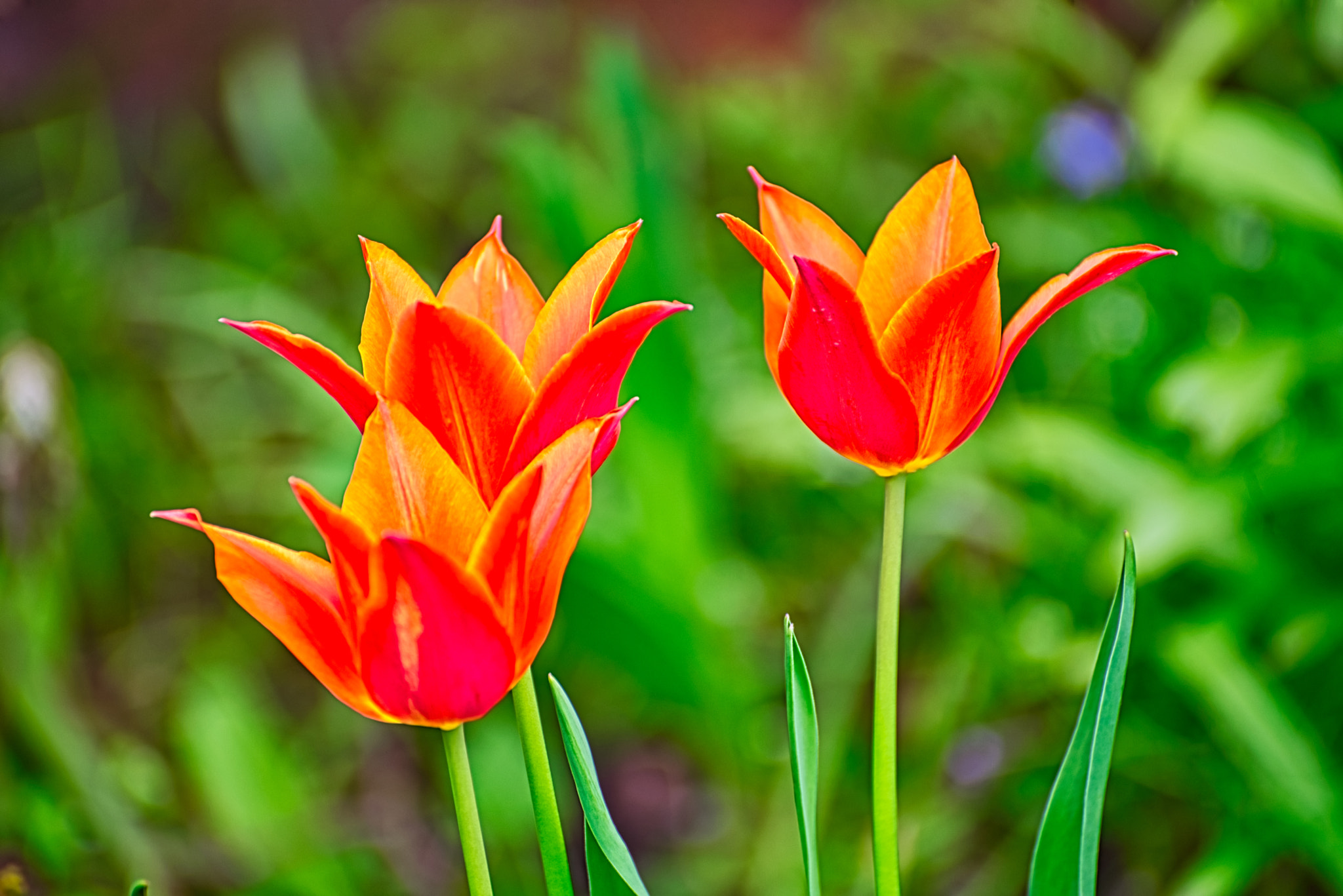 Nikon D610 sample photo. Tulips photography