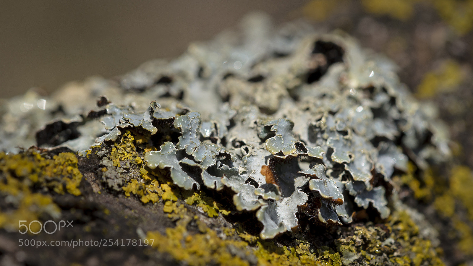 Nikon D7000 sample photo. Lichen photography