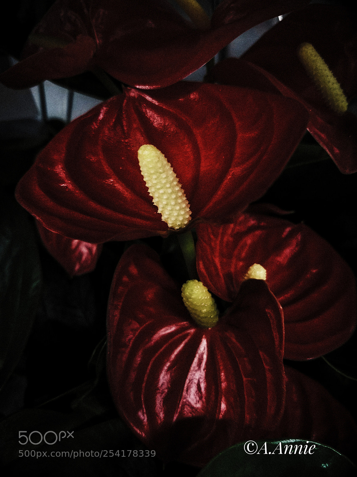 Samsung Galaxy S7 sample photo. Red photography