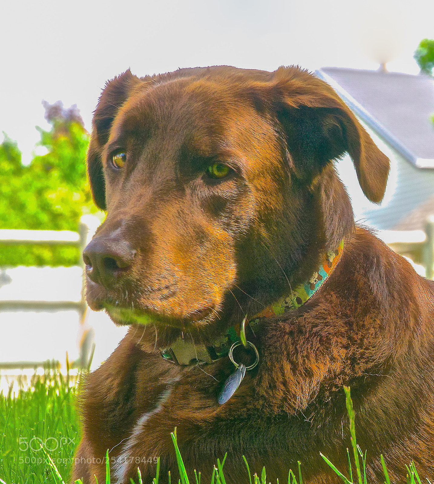 Sony ILCA-77M2 sample photo. My dawg ii photography