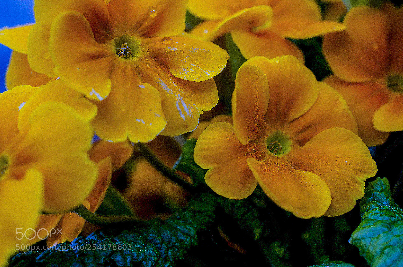 Nikon D700 sample photo. Yellow flowers in the photography