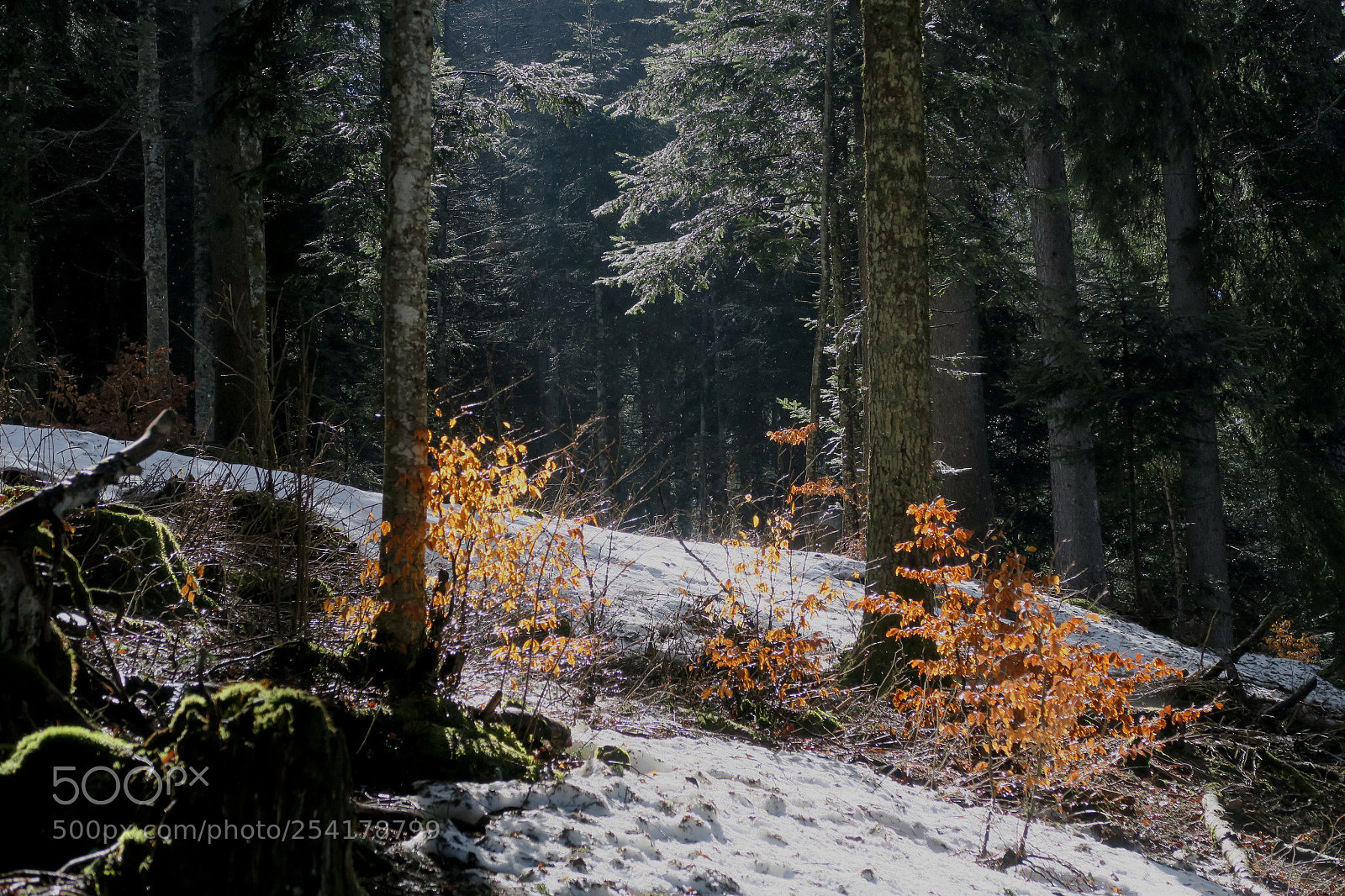 Canon PowerShot G5 X sample photo. Forest photography
