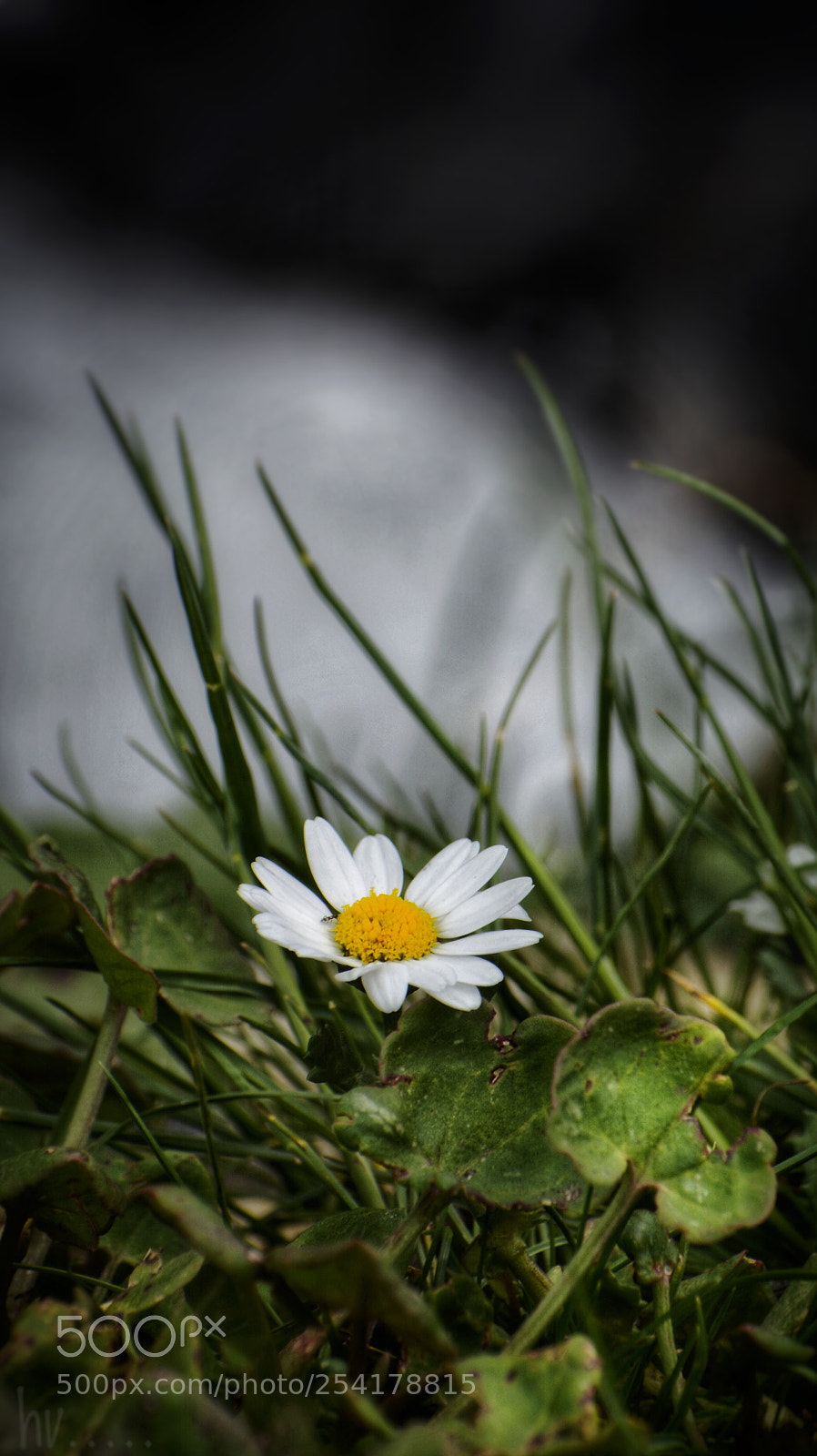 Nikon D7100 sample photo. Daisy photography