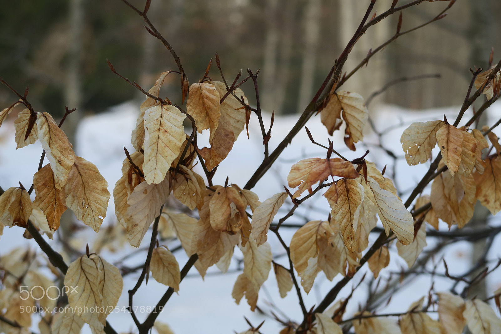 Canon PowerShot G5 X sample photo. Leaves photography