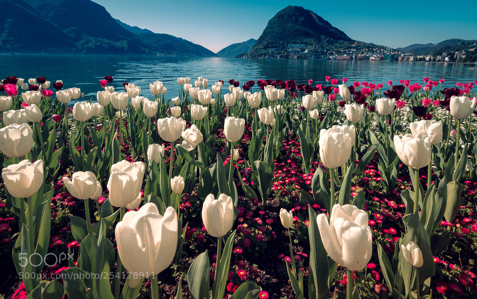 Sony a7R II sample photo. Tulips and mountains photography