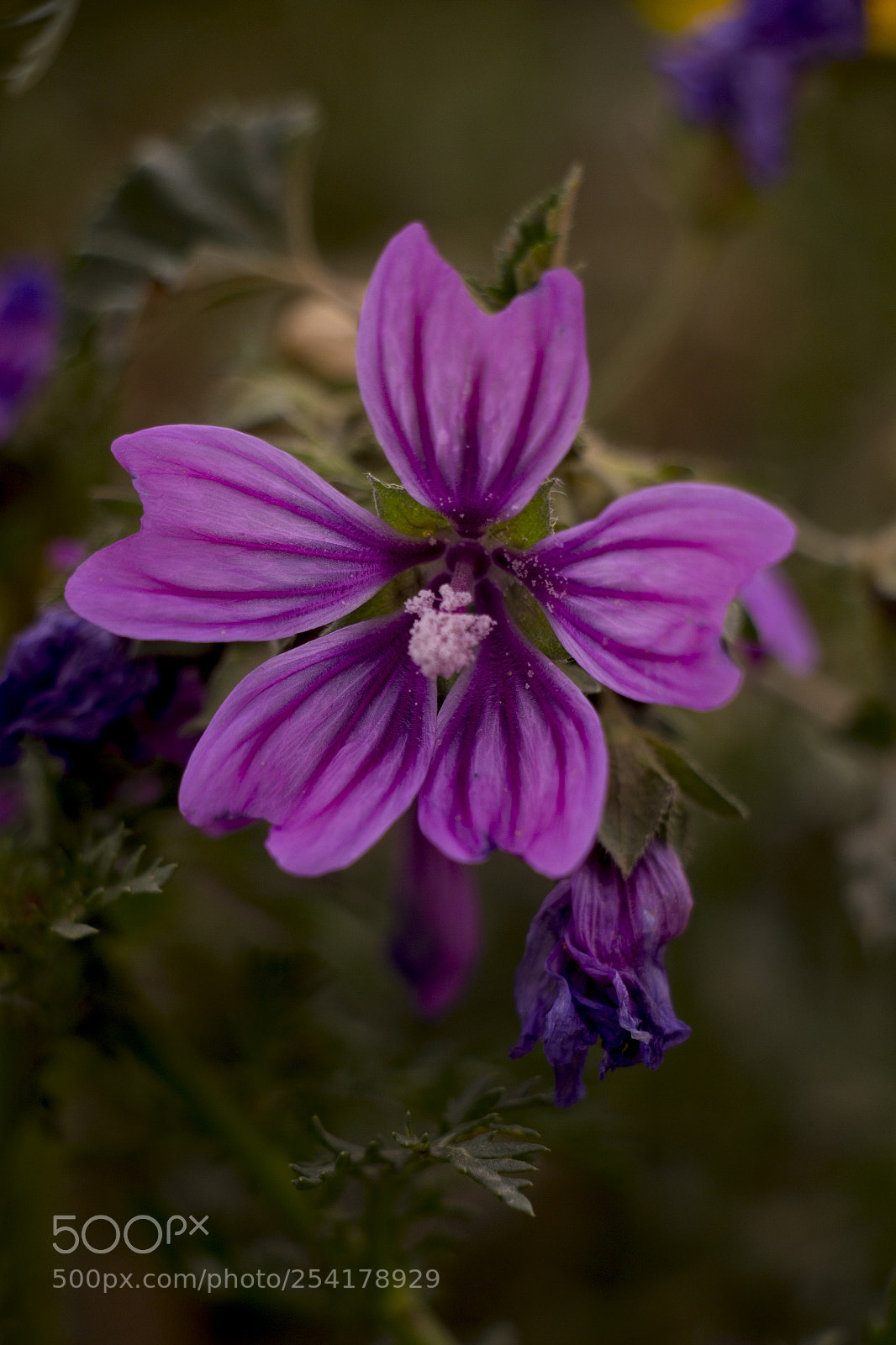 Canon EOS 700D (EOS Rebel T5i / EOS Kiss X7i) sample photo. Img photography