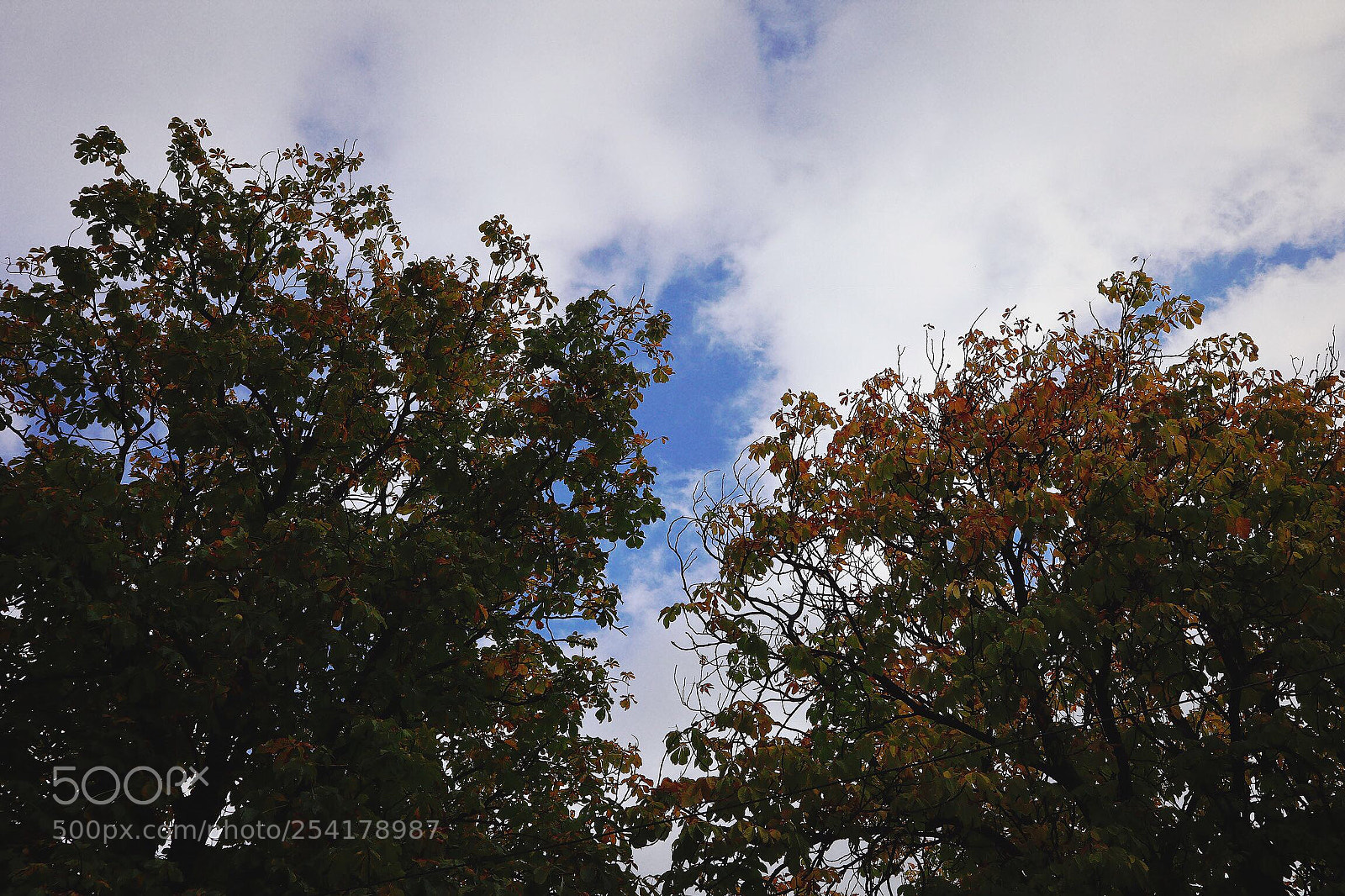 Canon EOS M6 sample photo. Autumn in temuco. photography