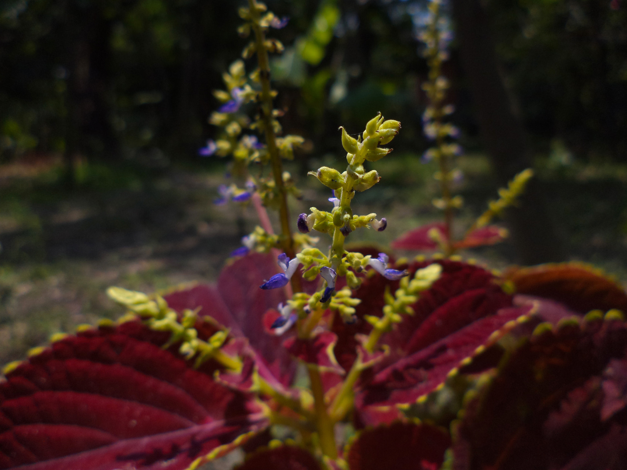 Sony DSC-W620 sample photo. Blue flower of red plant.. photography