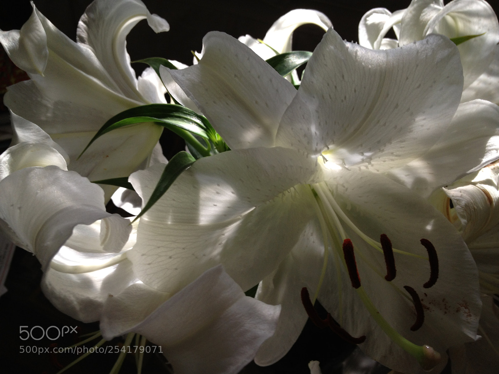 Apple iPhone 4S sample photo. Oriental lilies photography