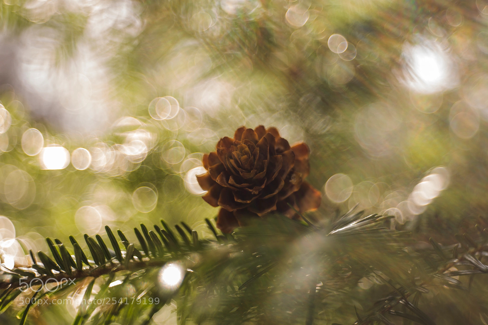 Canon EOS 6D sample photo. Lost in bokeh photography