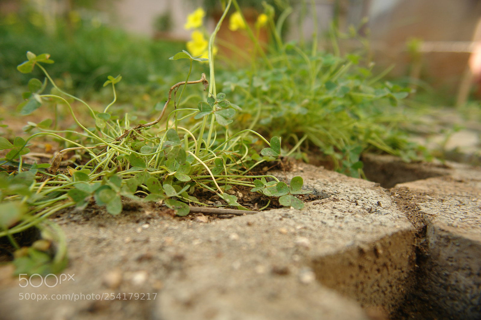 Sony DSC-R1 sample photo. Untitled photography