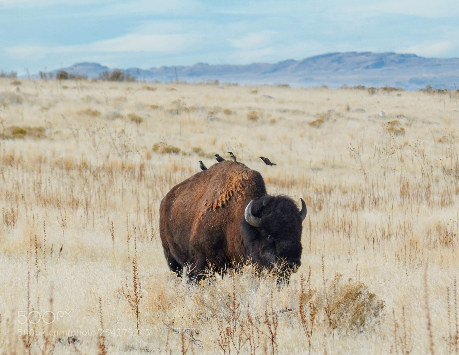 Nikon D7000 sample photo. Antelope island photography