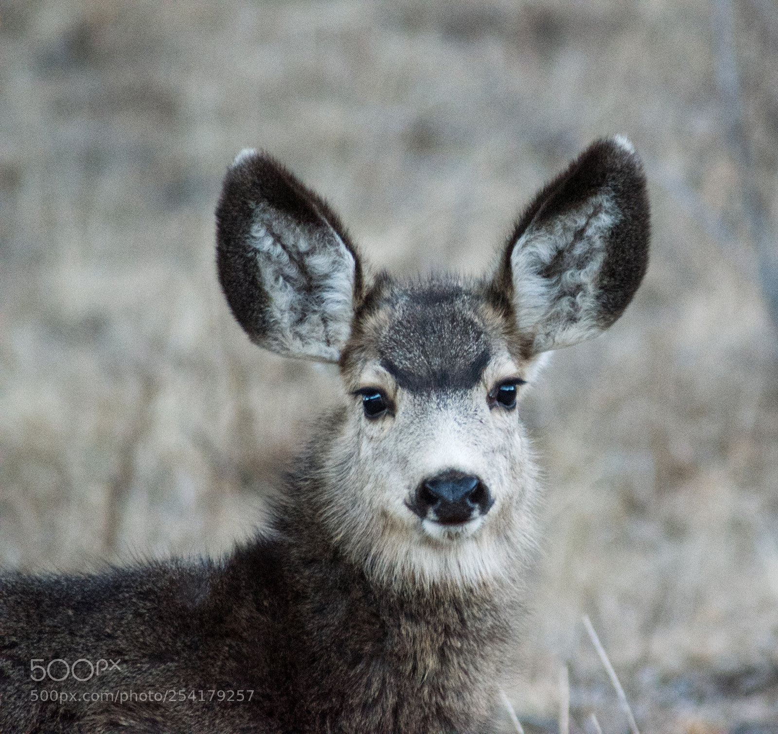 Nikon D7000 sample photo. Deer photography
