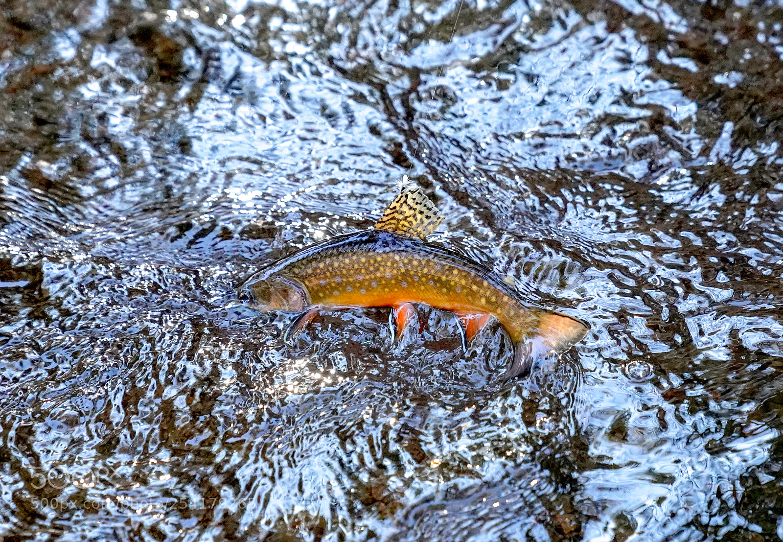 Sony a9 sample photo. Brook trout photography