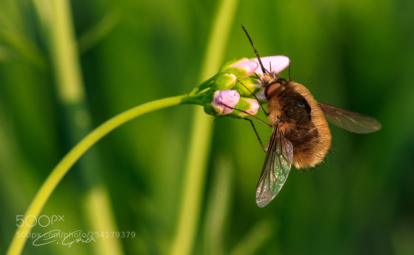 Canon EOS 77D (EOS 9000D / EOS 770D) sample photo. Bee fly photography