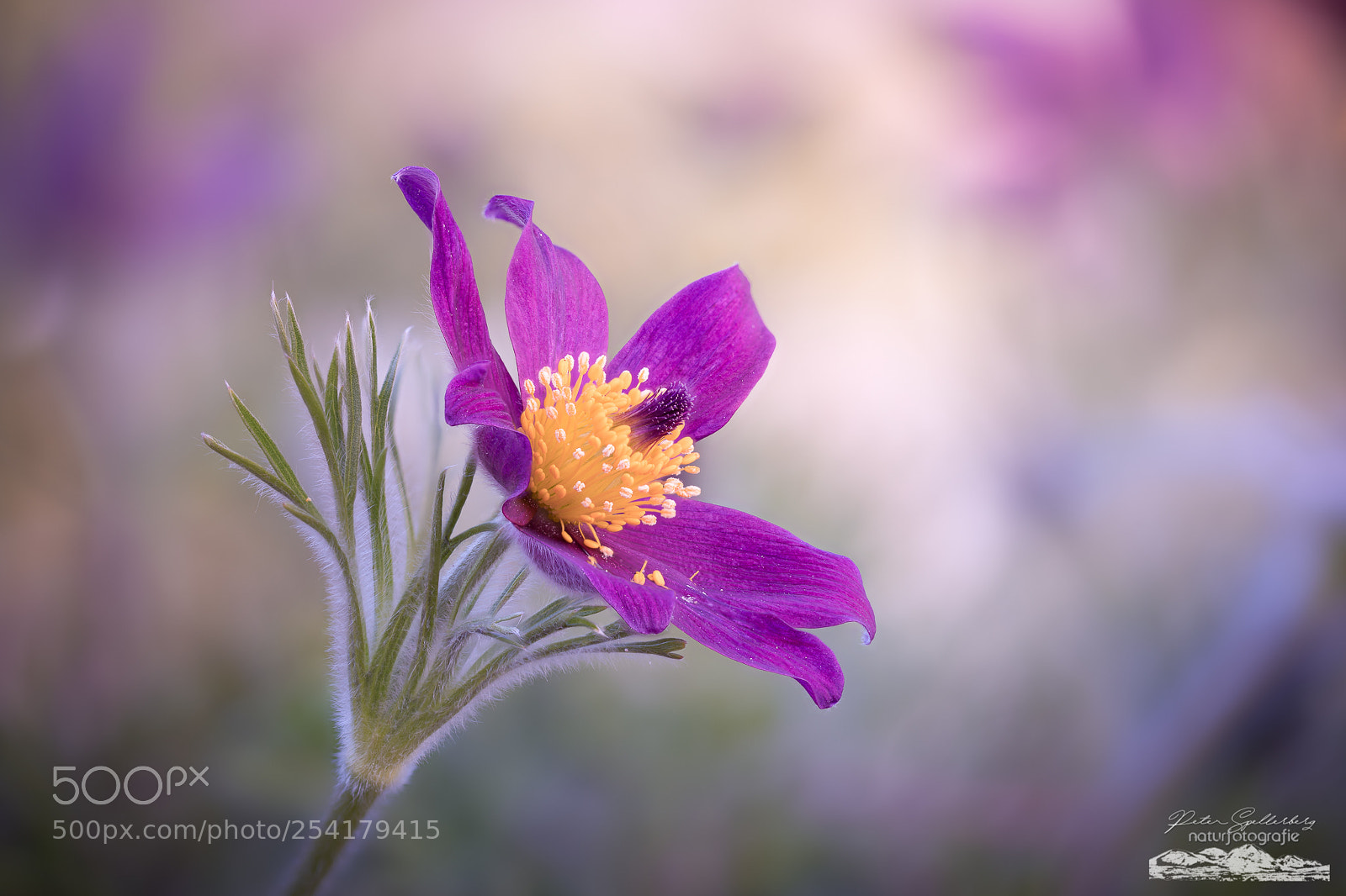 Canon EOS 5D Mark IV sample photo. Blossom photography