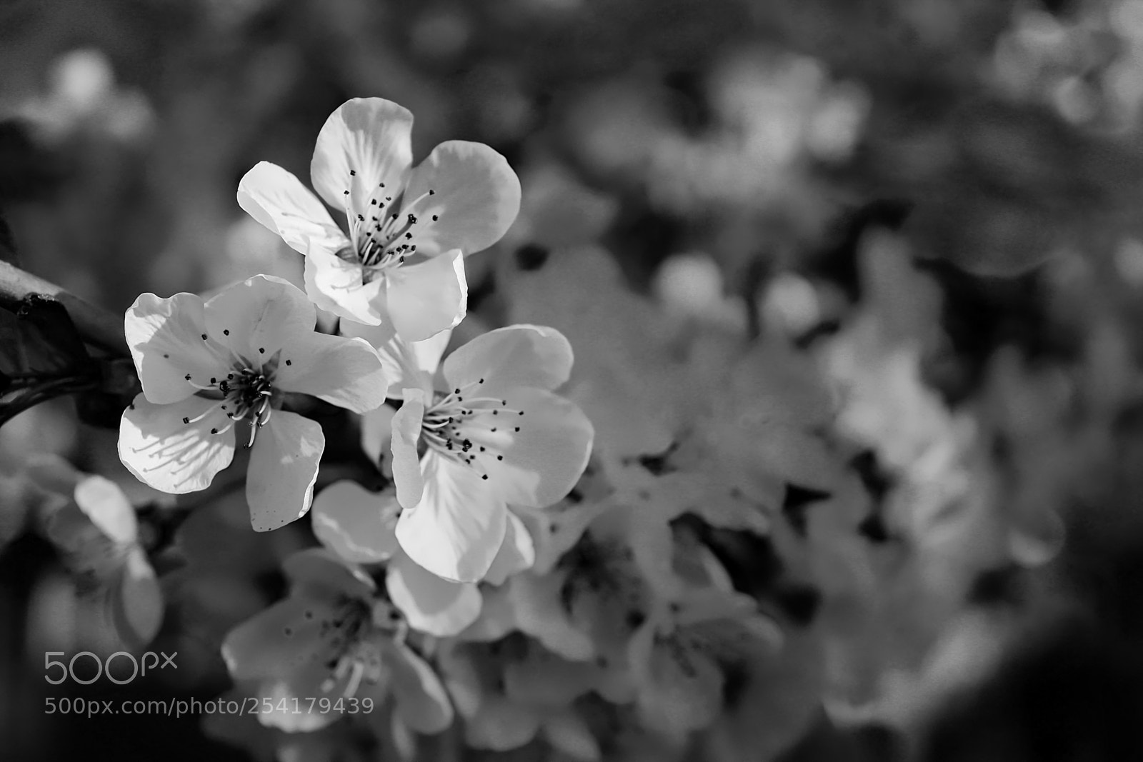 Canon EOS 1200D (EOS Rebel T5 / EOS Kiss X70 / EOS Hi) sample photo. Cherry blossom photography