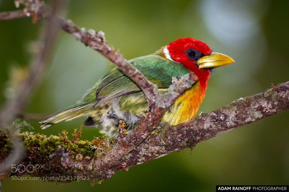 Canon EOS 70D sample photo. Red-headed barbet alcazares manizales photography