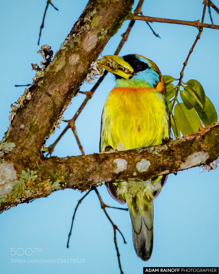 Canon EOS 70D sample photo. Female red-headed barbet alcazares photography