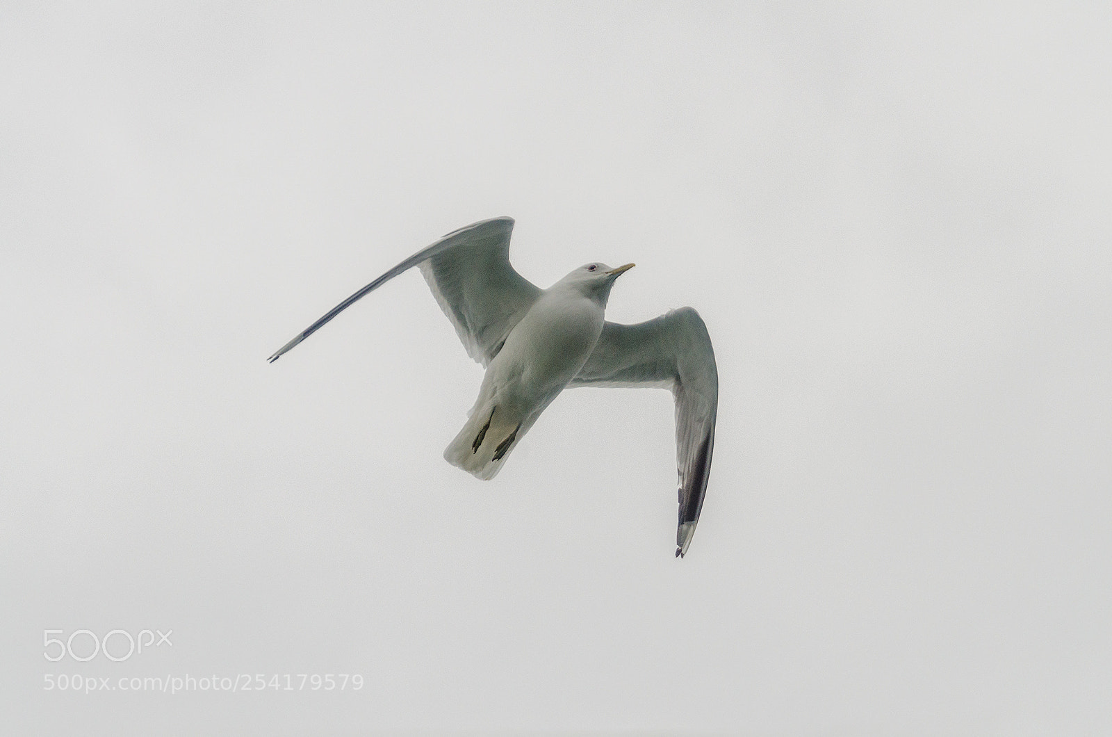 Nikon D7000 sample photo. Seagull photography