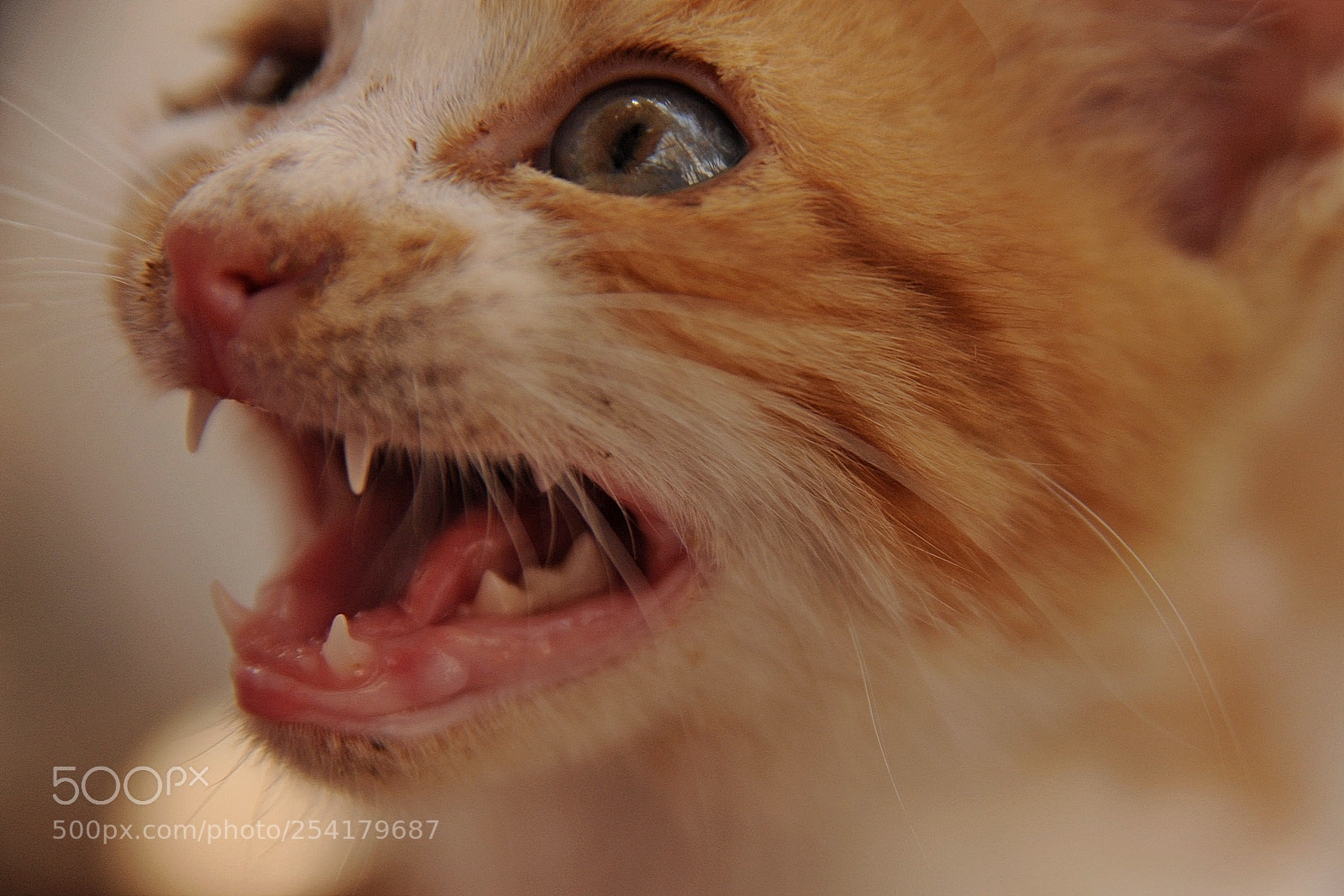 Nikon D700 sample photo. Kitten photography