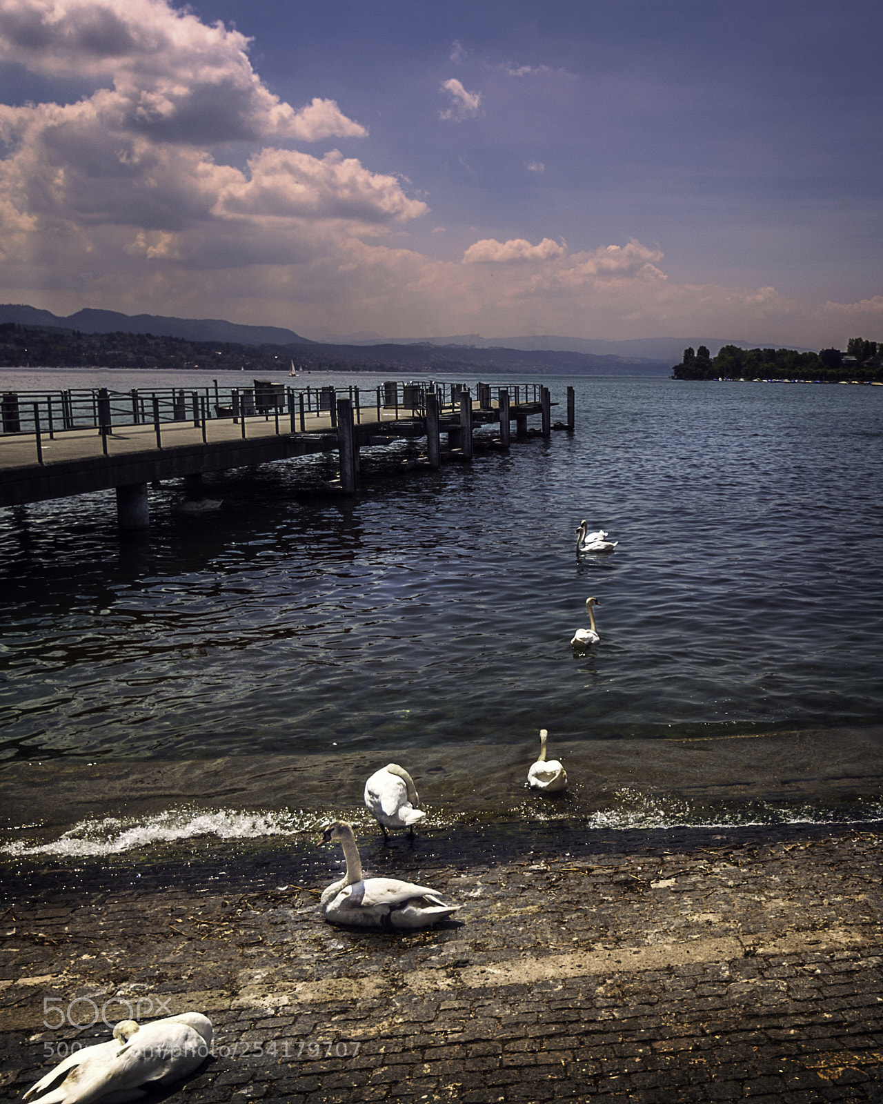 Nikon D810 sample photo. Seven swans set sail photography