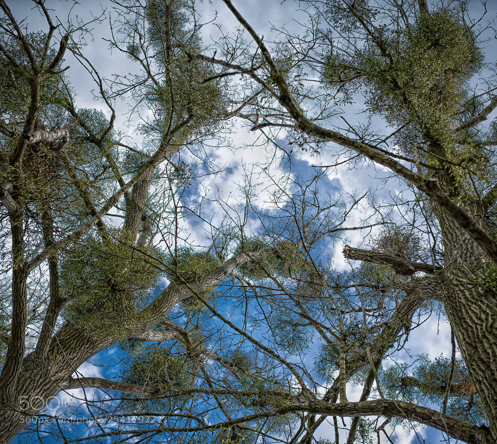 Nikon D810 sample photo. Tree in april 2018 -2- photography