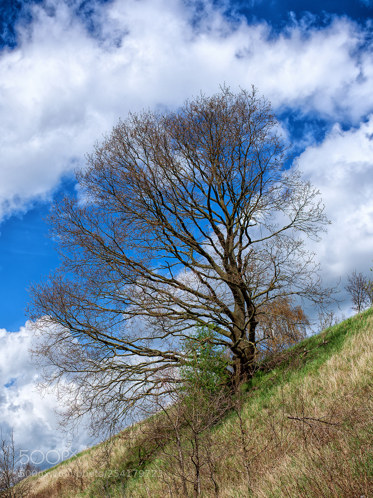 Nikon D810 sample photo. Tree in april 2018 photography