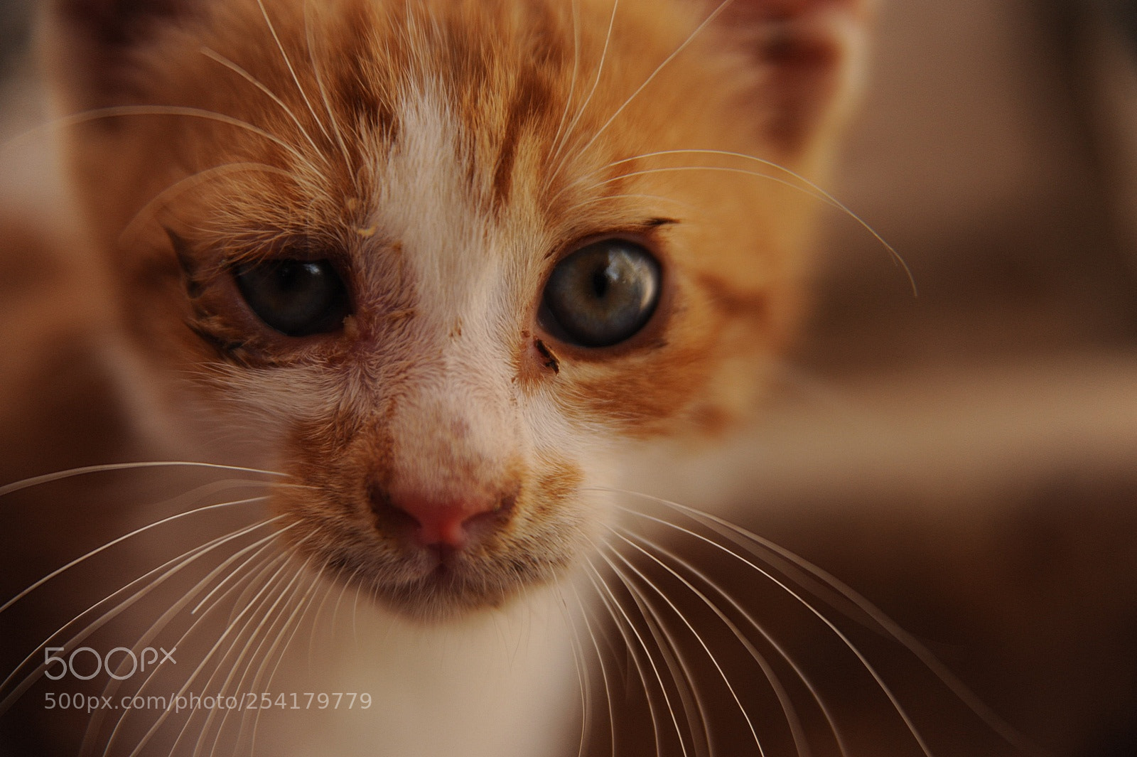Nikon D700 sample photo. Kitten 2 photography