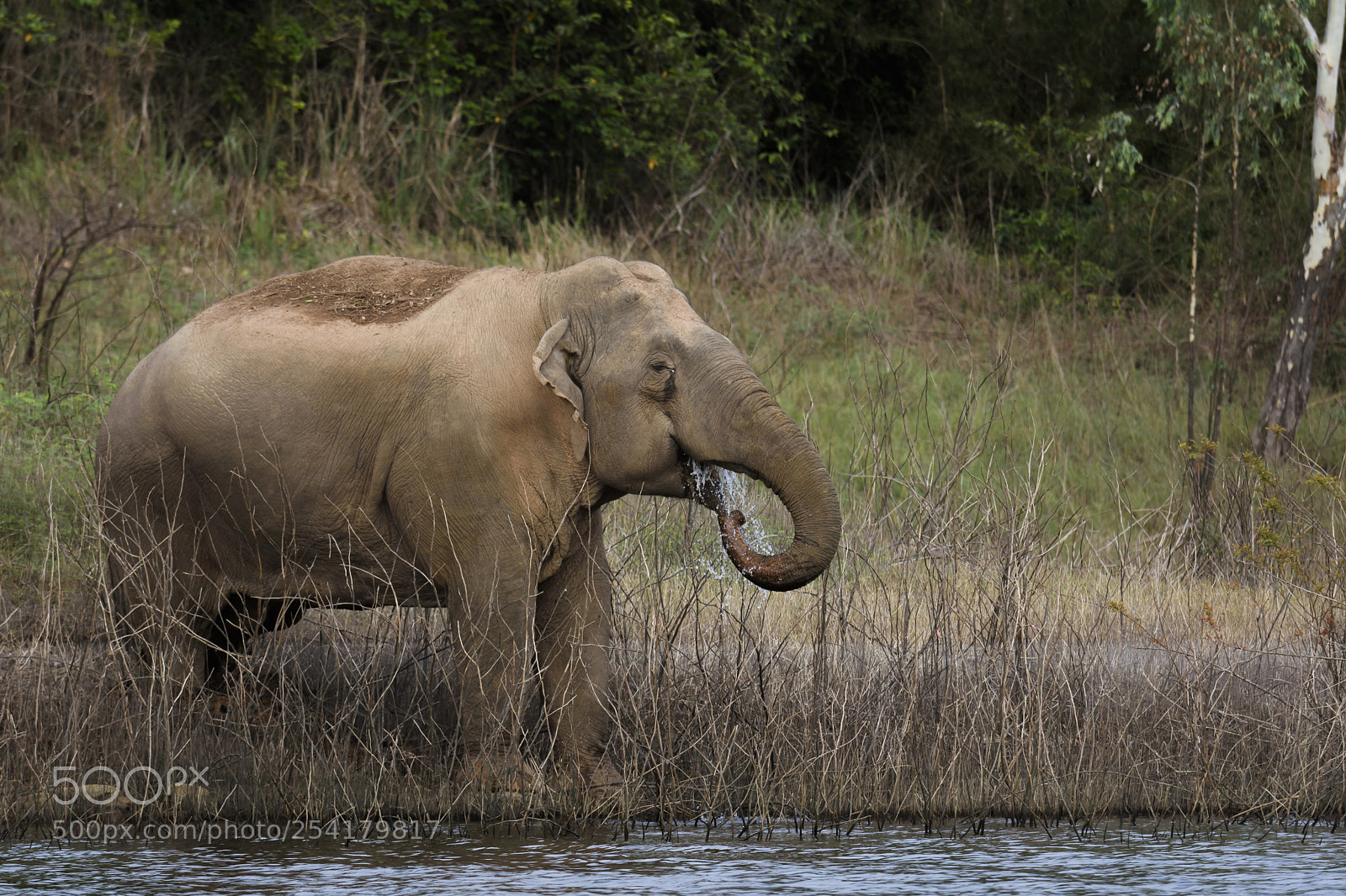 Nikon D7200 sample photo. Thai elephant in nature photography