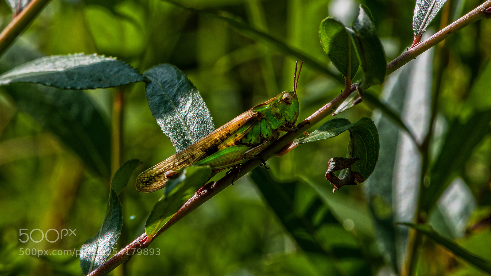 Nikon D300S sample photo. Grasshopper photography