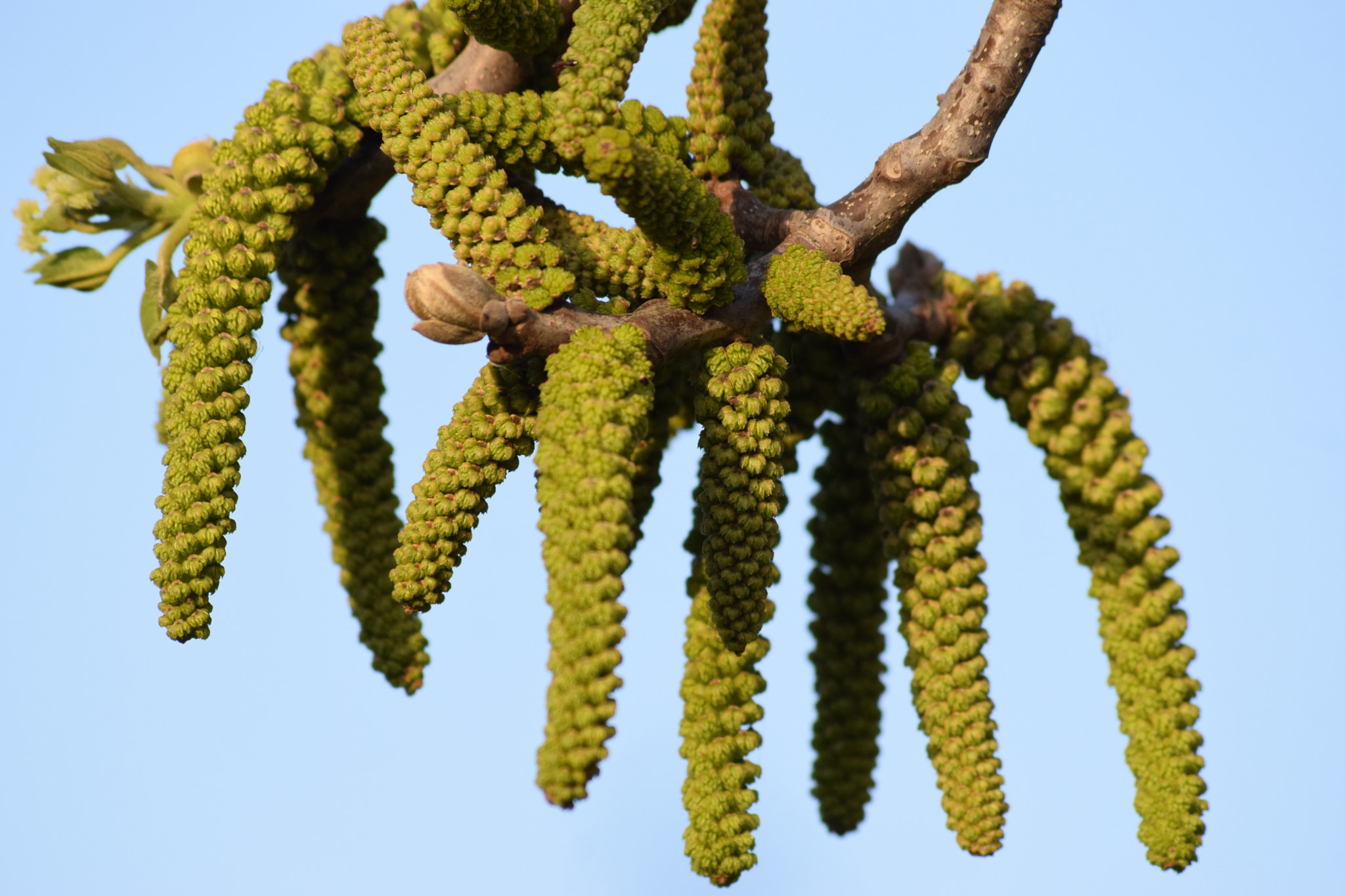 Sigma 70-300mm F4-5.6 APO DG Macro sample photo. Walnut katkins photography