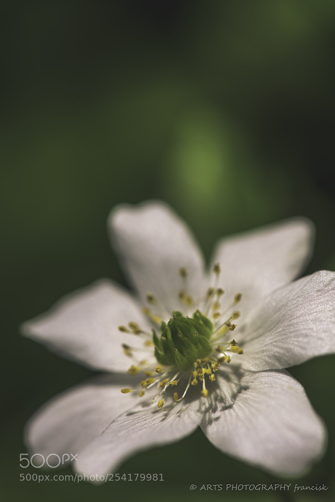 Nikon D810 sample photo. Green photography