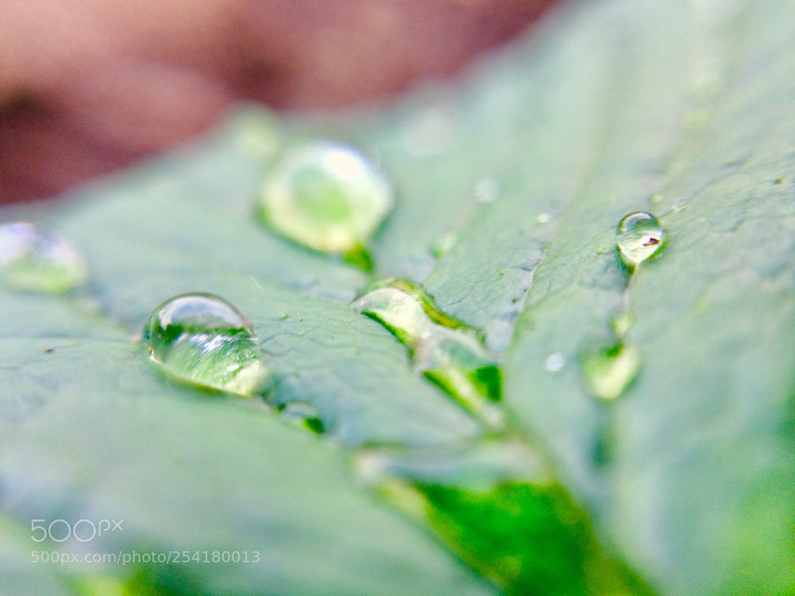 Apple iPhone 5s sample photo. Droplets  photography