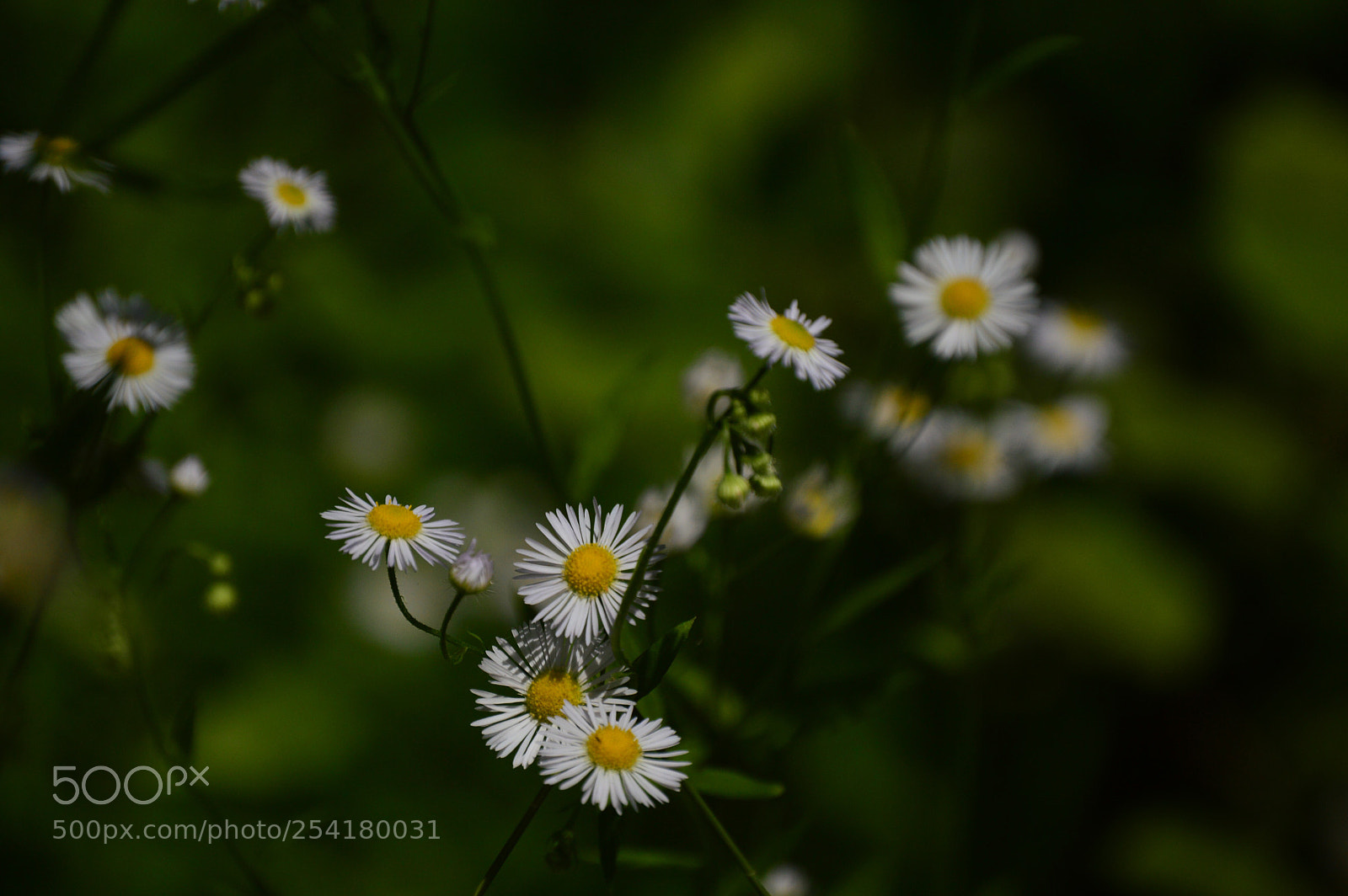 Nikon D3200 sample photo. Along the way photography