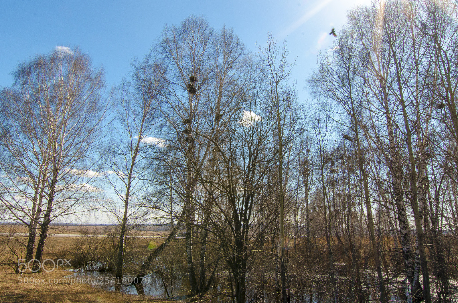 Nikon D7000 sample photo. весенний день photography