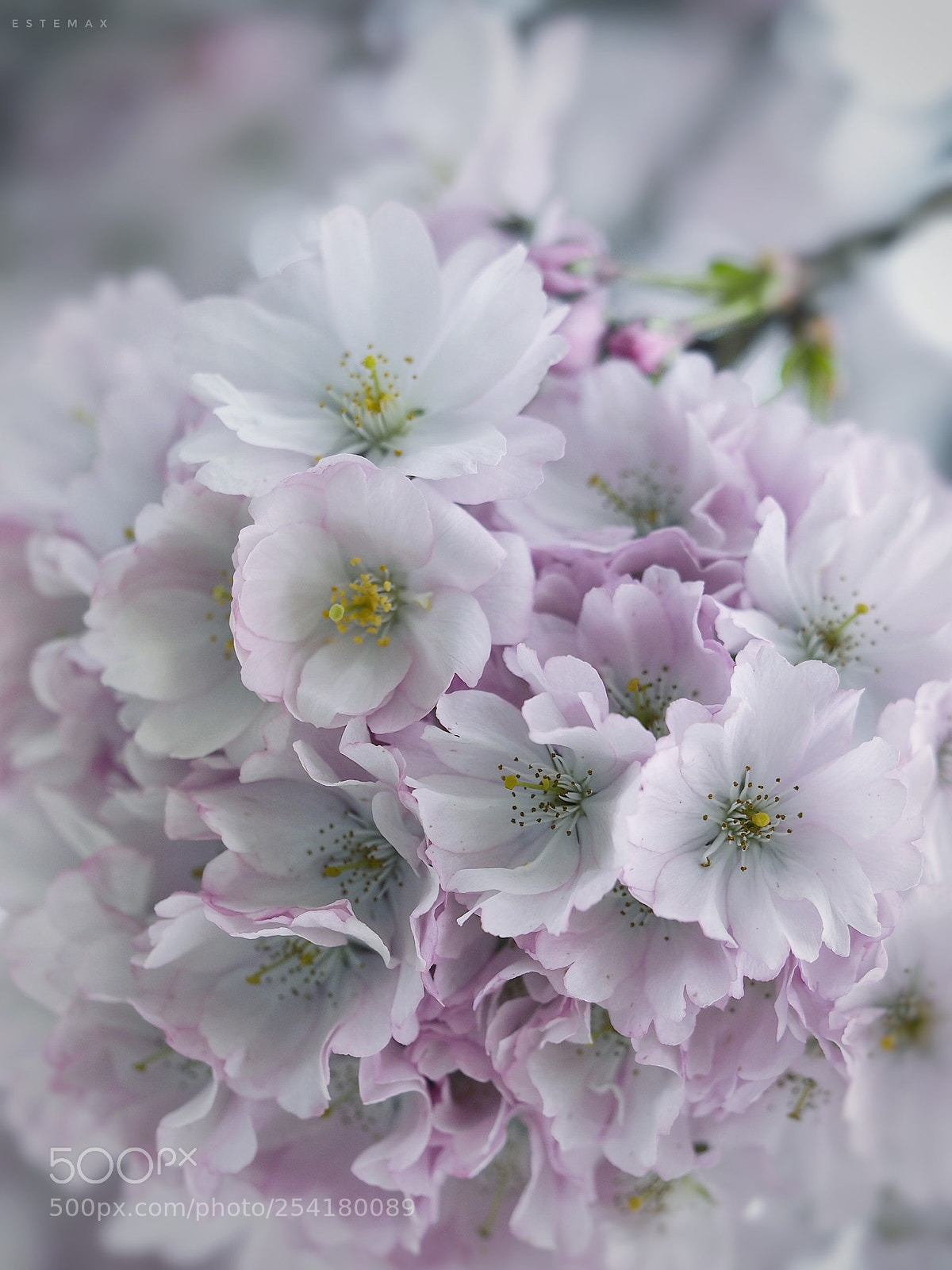 Olympus OM-D E-M1 sample photo. Mes petites-filles photography