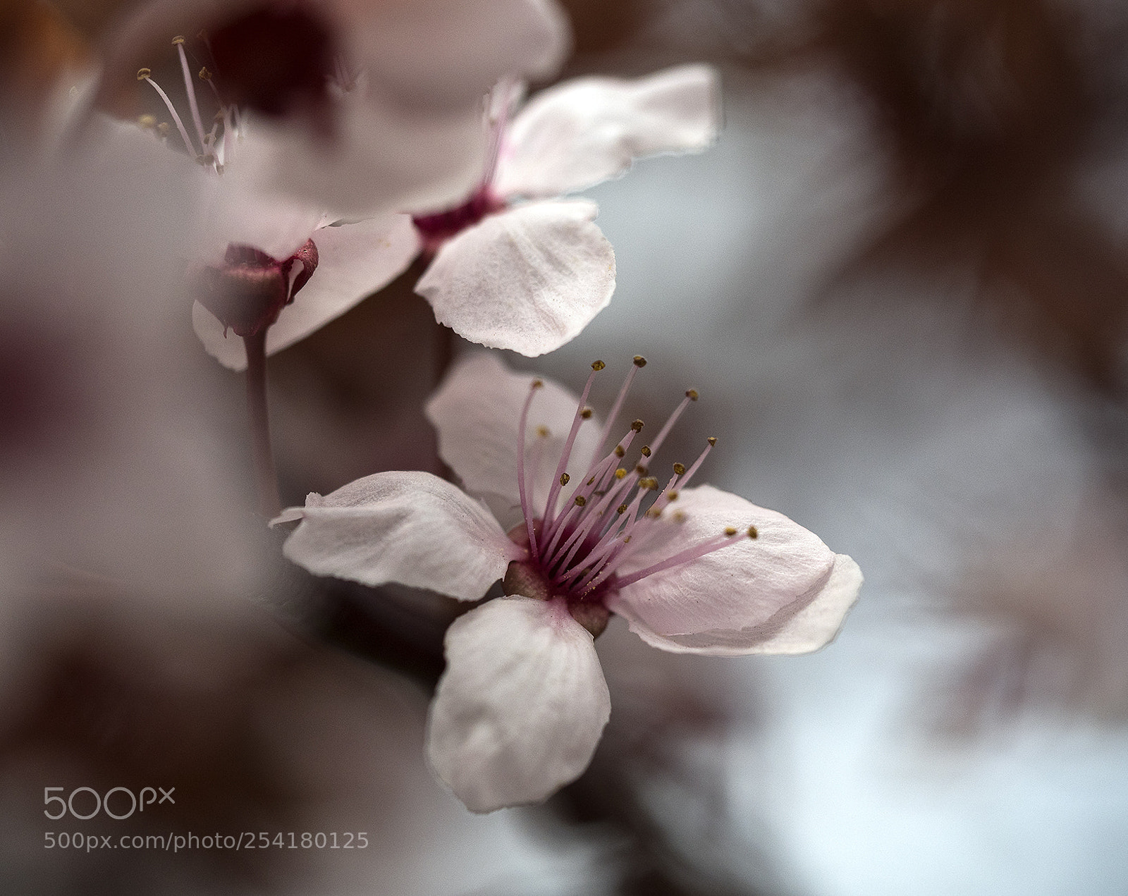 Olympus OM-D E-M5 II sample photo. Cherry blossoms photography