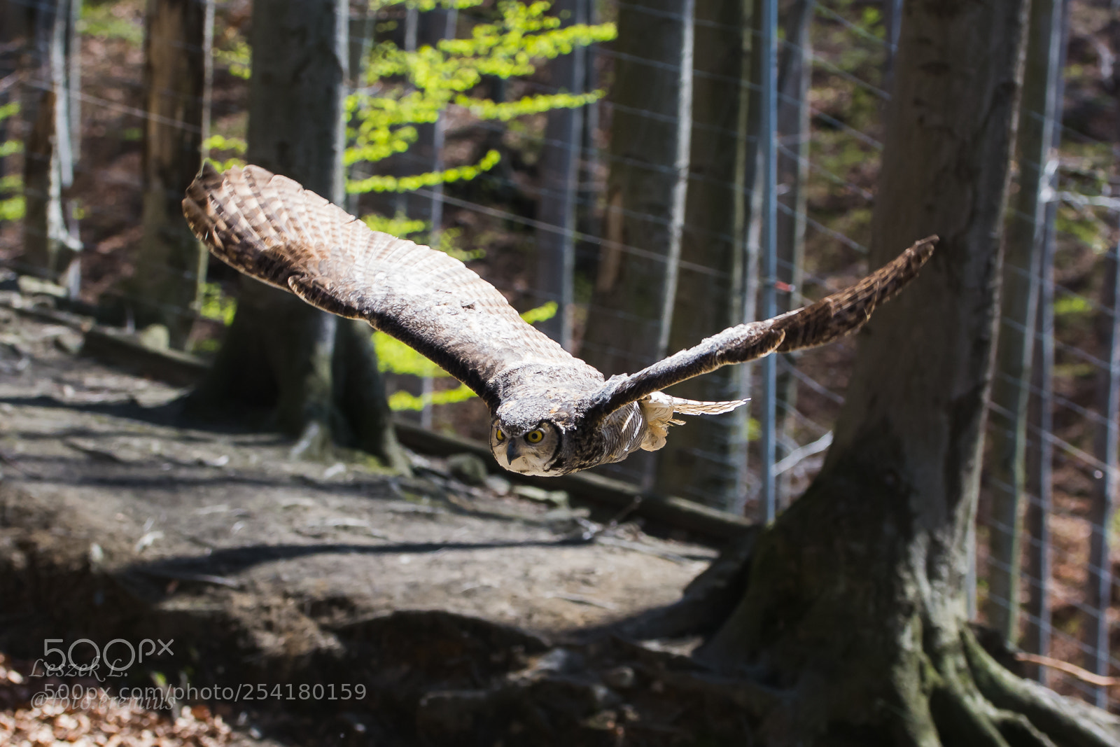 Nikon D7100 sample photo. Bubo virginianus photography