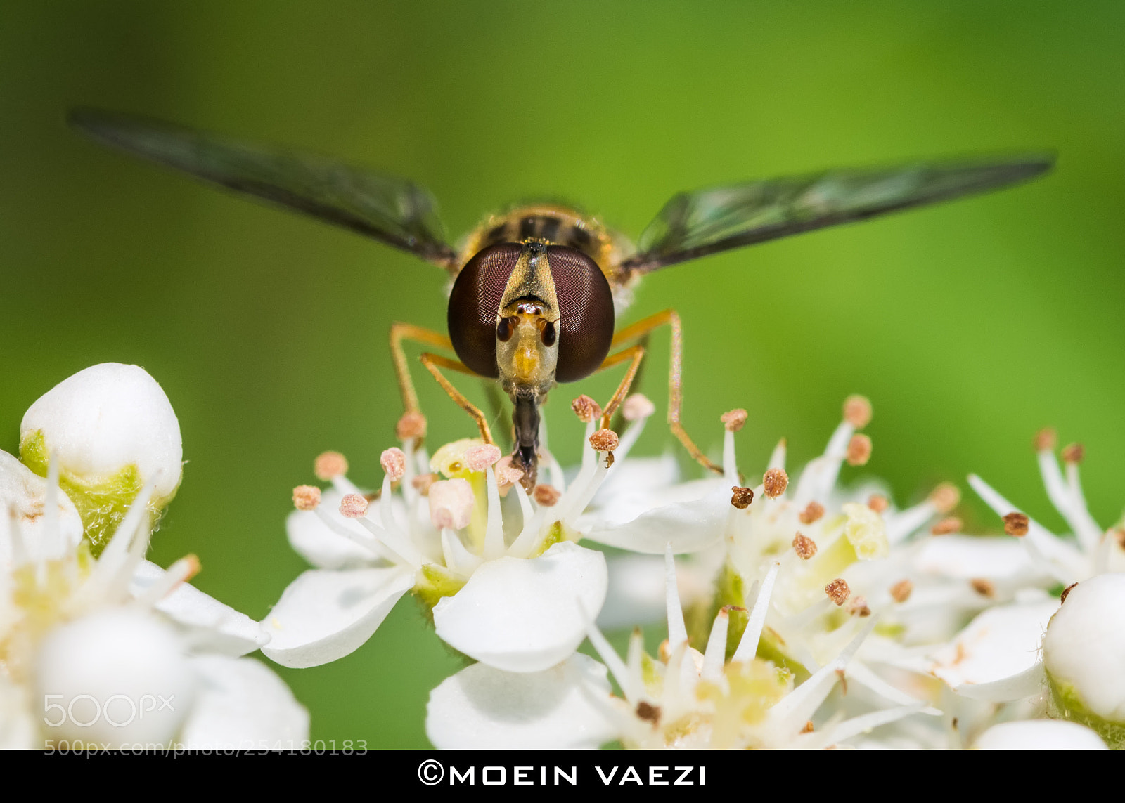 Nikon D7100 sample photo. Looking photography