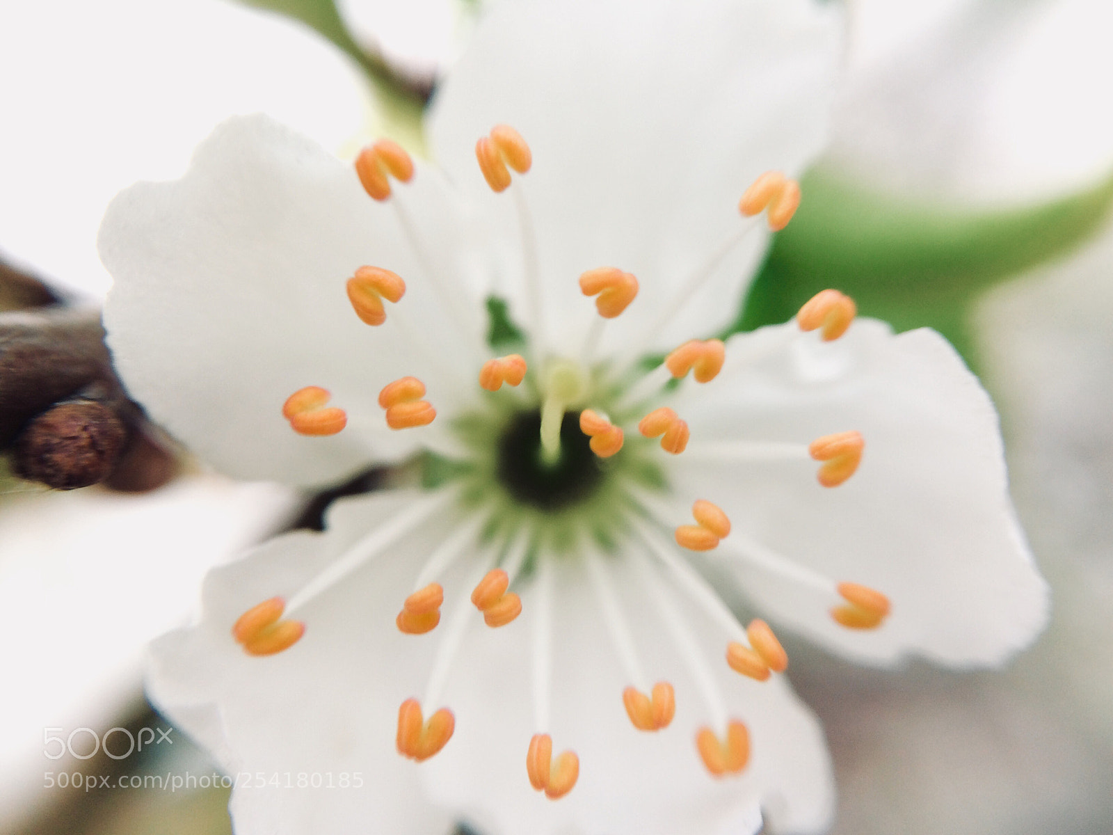 Apple iPhone 5s sample photo. Gentle colors  photography