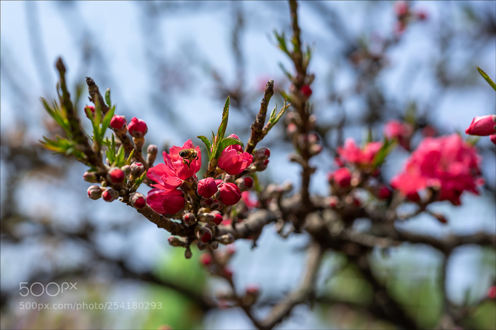 Sony a7 sample photo. Spring photography