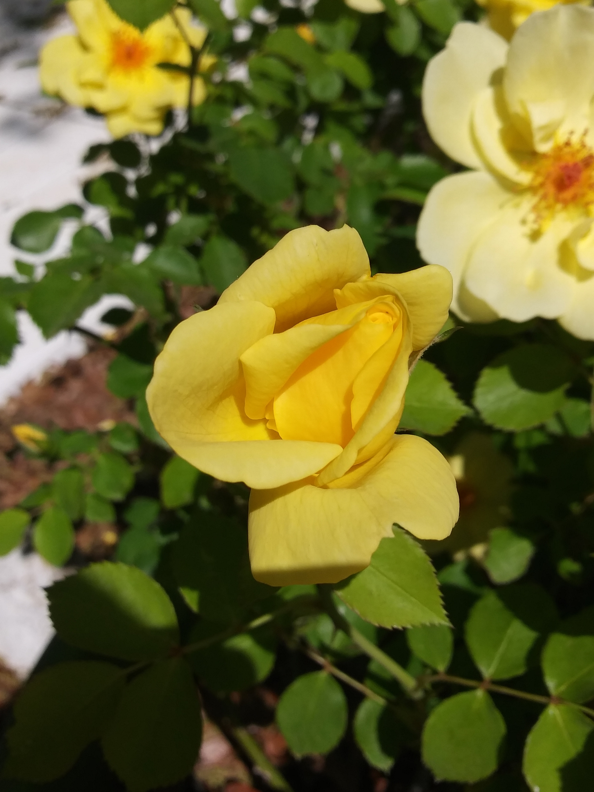 LG K8(2018) sample photo. Yellow rosebud photography